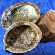 Abalone Shell