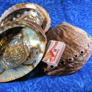 Abalone Shell