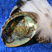 Abalone Shell