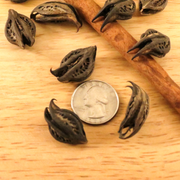 Bat's Head Root // Whole