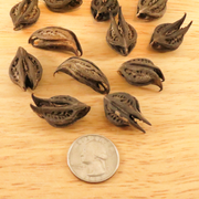 Bat's Head Root // Whole
