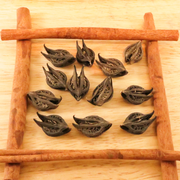 Bat's Head Root // Whole