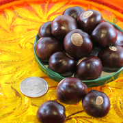 Buckeye Nut // 1 Whole Nut