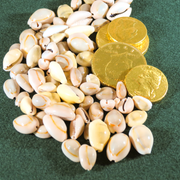 Cowrie Shells