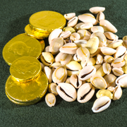 Cowrie Shells