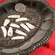 Alligator Tooth