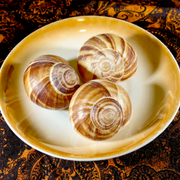Snail Shell
