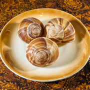 Snail Shell